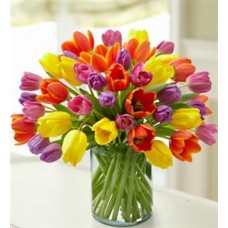 Rainbow Tulips